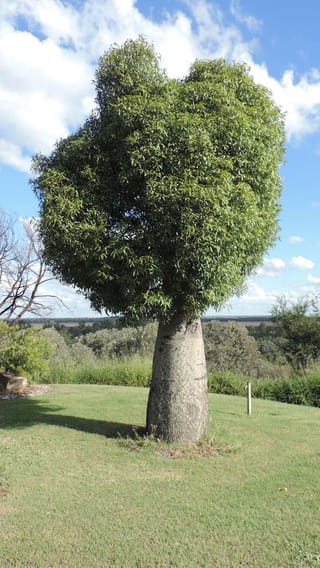 Brachychiton rupestris, Queensland Bottle Tree, with a swollen bottle-shaped trunk and dense green rounded crown, standing on a lawn under a blue sky.
