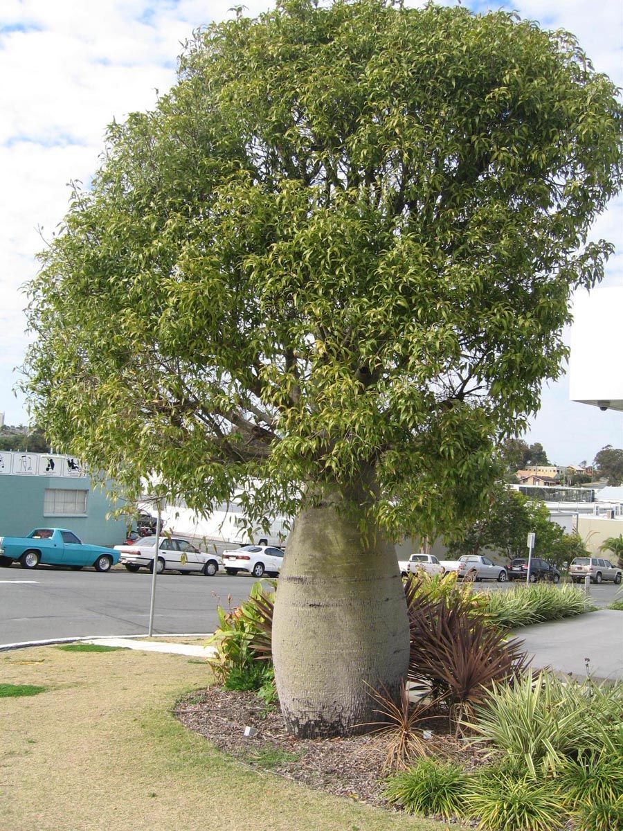 Brachychiton rupestris (Queensland Bottle Tree) with a swollen grey bottle-shaped trunk and a rounded green canopy, planted in a mulched garden bed beside a car park.