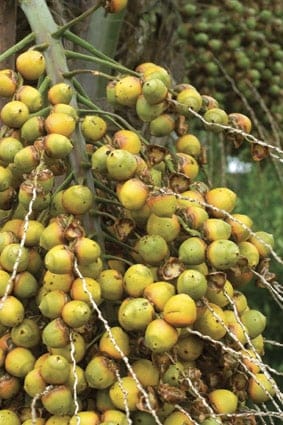 Butia capitata (Jelly Palm) fruit clusters hanging on branched stalks, with round yellow-orange and green fruits ripening beside a palm trunk.