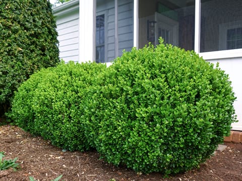Buxus 'Freedom'