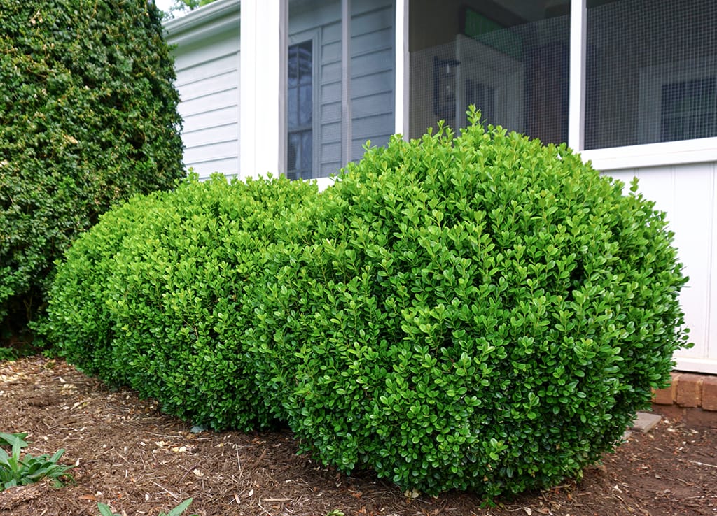 Buxus 'Freedom' (boxwood), rounded, dense bright green shrubs with small glossy leaves, planted in bark mulch beside a white house.