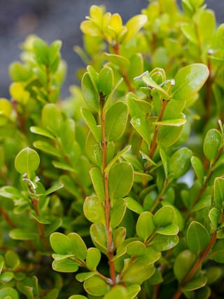 Close-up of Buxus 'Green Gem' (boxwood) foliage, showing glossy oval green and yellow-green leaves along upright orange-brown stems.
