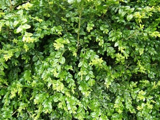 Dense foliage of Buxus sempervirens (Common Boxwood), with small glossy dark green oval leaves and bright lime-green new growth on fine stems.