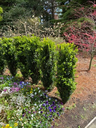 Buxus sempervirens 'Graham Blandy' (Common Boxwood), a row of dense, upright dark green columns above purple and white violas in a garden bed.