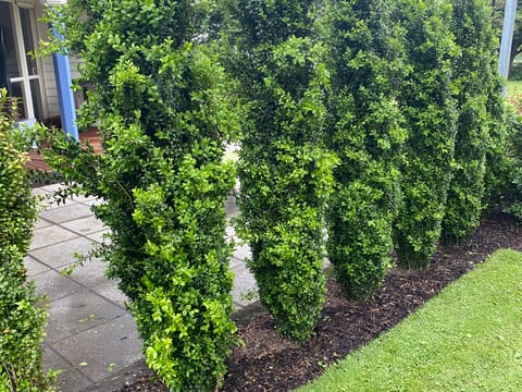 Buxus sempervirens 'Graham Blandy'