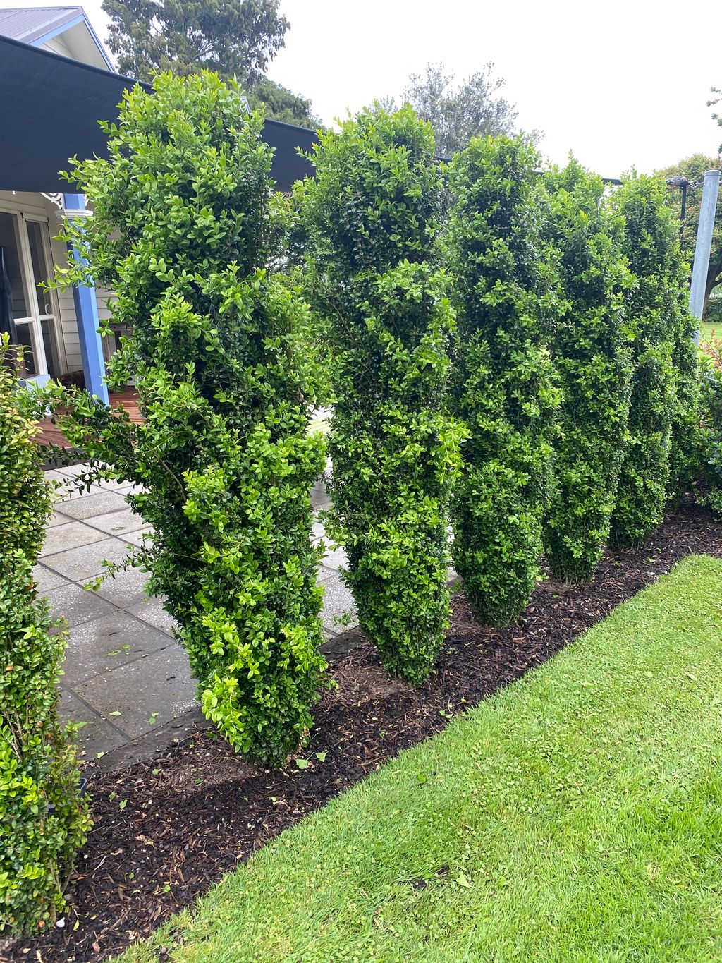 Buxus sempervirens 'Graham Blandy' (common boxwood), a row of tall columnar plants with dense dark green foliage, growing in dark mulch beside a lawn and paved patio.