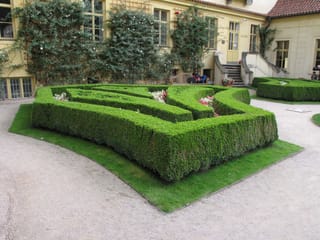 Buxus sempervirens (Common Boxwood) clipped into a low formal knot hedge on a lawn, with red and white flowers between the hedges beside a gravel path.