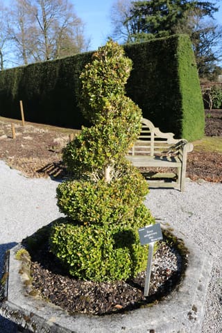 Buxus sempervirens (Common Boxwood) clipped into a spiral topiary in a stone planter, with a tall dark hedge and wooden bench behind.