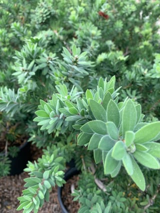 Callistemon 'Better John' bottlebrush foliage, showing soft, downy blue-green leaves on new shoots, with potted plants and a hint of red flower behind.