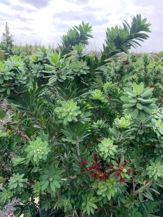 Callistemon 'Better John' bottlebrush with rosettes of fresh pale green new growth and a few small red flowers among blue-green foliage.