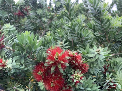 Callistemon 'Better John'