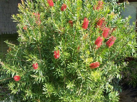 Callistemon citrinus 'Red Cluster'