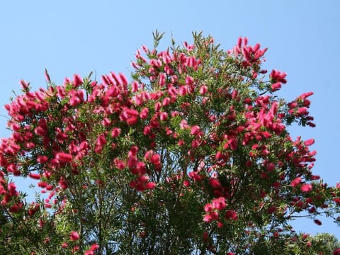 Callistemon citrinus 'Western Glory'