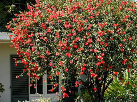 Callistemon citrinus