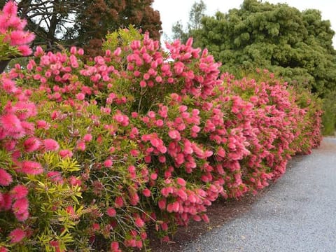 Callistemon 'John Mashlan'