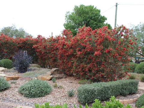 Callistemon 'Kings Park Special'