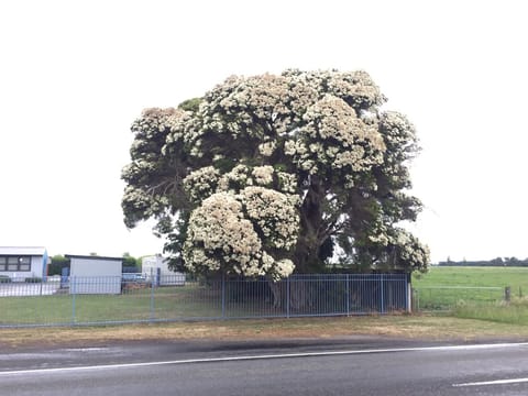 Callistemon salignus