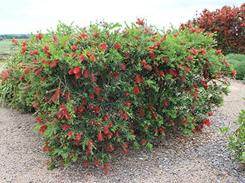 Callistemon viminalis 'Macarthur'
