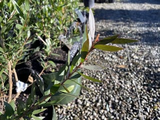 Callistemon viminalis 'Red Alert' bottlebrush stem with narrow green leaves and reddish-bronze new growth, on a potted plant in a nursery with pebble ground.