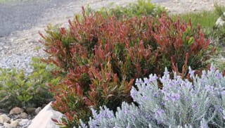 Callistemon viminalis 'Red Alert' bottlebrush, a compact shrub with vivid red new growth, planted in gravel beside silvery lavender with purple flowers.