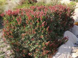 Callistemon viminalis 'Red Alert' bottlebrush, a dense rounded shrub with red new growth tips over green foliage, beside pale rocks in a garden.