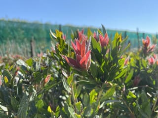 Callistemon viminalis 'Red Alert' bottlebrush, with fuzzy red new growth tips among green leaves in a nursery row under clear blue sky.
