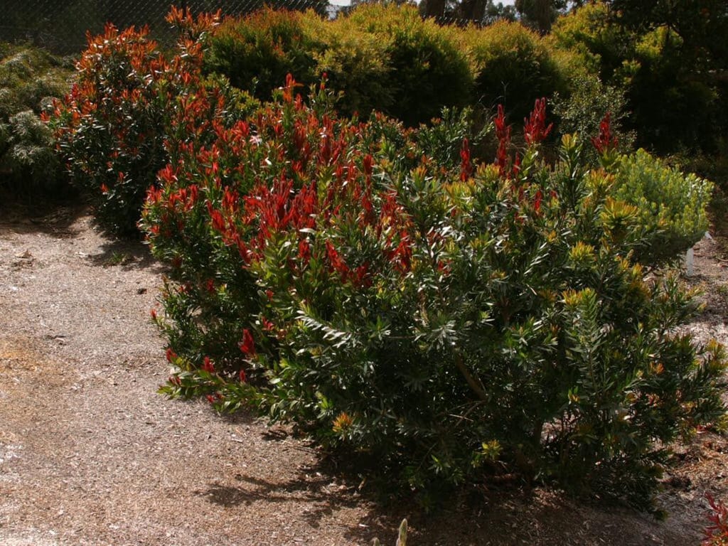 Callistemon viminalis 'Red Alert' bottlebrush shrubs with vivid red new growth tips over dark green foliage, planted beside a mulched path.