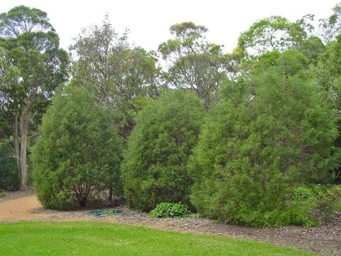 Callitris rhomboidea
