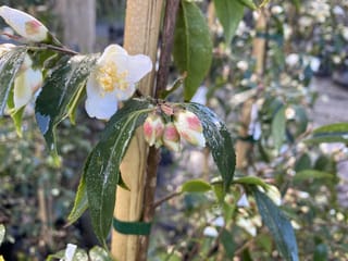 Camellia 'Ariel's Song' (Camellia) stem tied to a bamboo stake, with a white single flower, gold anthers, pink-flushed buds and glossy wet green leaves.