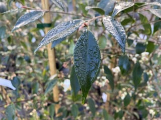 Camellia 'Ariel's Song' foliage, close-up of glossy dark green leaves beaded with water droplets, with small white flowers and buds blurred behind.