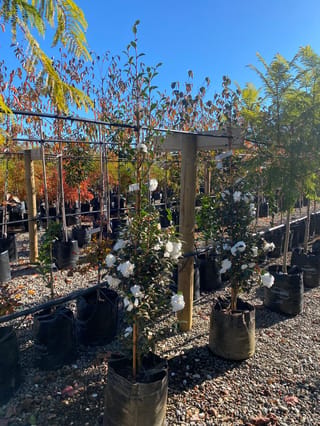 Camellia sasanqua 'Avalanche' (Camellia) in planter bags at a nursery, staked upright with white double flowers and dark green foliage on gravel.