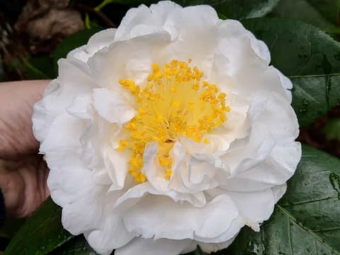Camellia japonica 'Ecclefield'