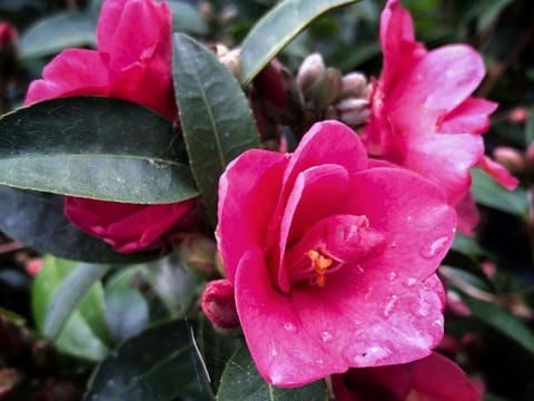 Camellia 'Fairy Wand'