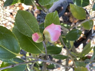 Camellia 'High Fragrance' with two pink flower buds, one larger and one smaller, among glossy dark green serrated leaves on a woody stem.