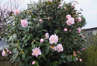 Camellia 'High Fragrance' shrub in a garden, covered in large pale pink semi-double flowers and rounded buds among glossy dark green leaves.