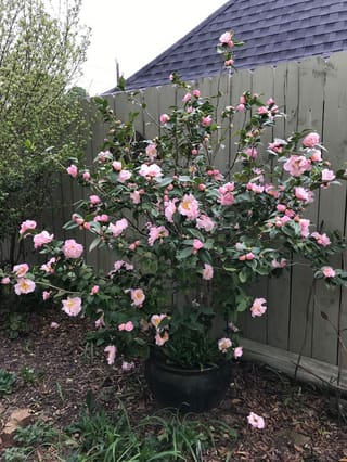 Camellia 'High Fragrance' shrub growing in a dark glazed pot beside a wooden fence, covered in pink semi-double flowers and buds among glossy green leaves.
