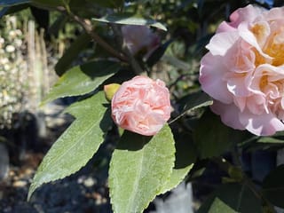 Camellia 'High Fragrance' (Camellia) with a soft pink peony-form bud and an open pale pink flower among glossy, serrated green leaves.