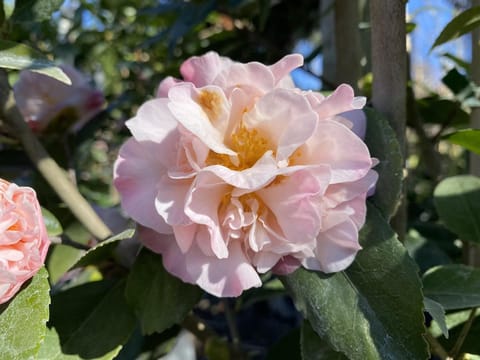 Camellia 'High Fragrance'