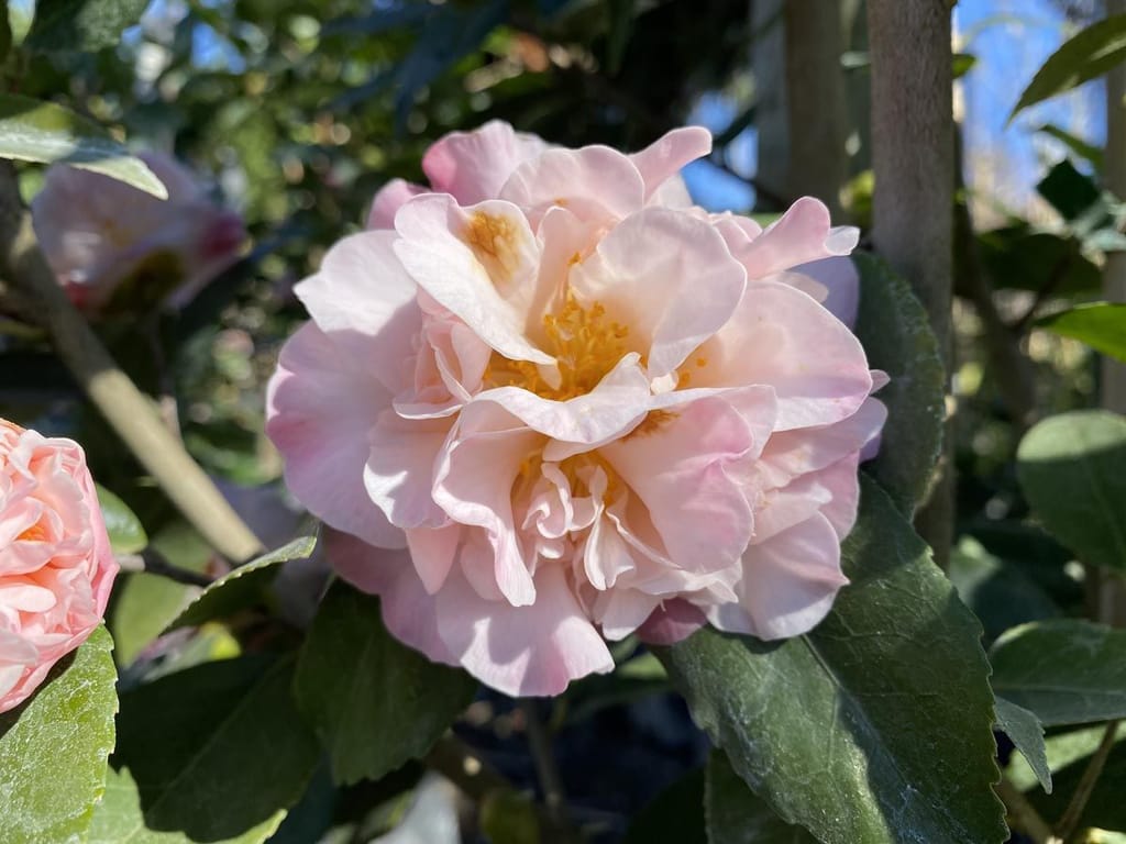 Camellia 'High Fragrance' bloom with soft pink, ruffled petals and yellow stamens, surrounded by glossy dark green serrated leaves in sunlight.