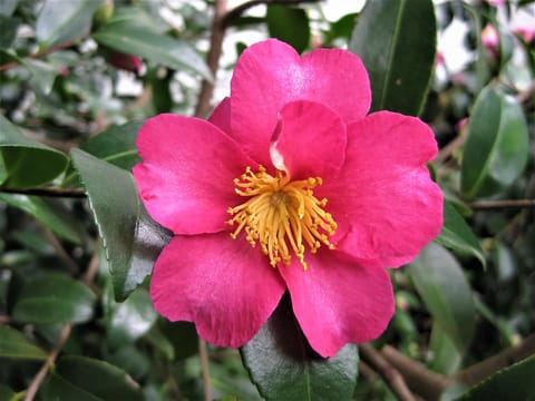 Camellia x vernalis 'Hiryū'