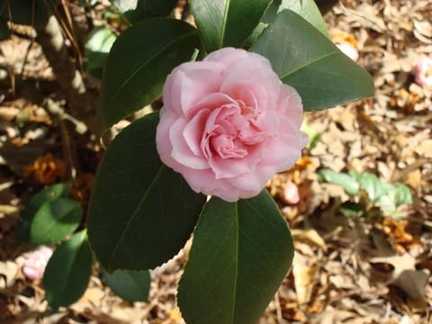 Camellia japonica 'Ave Maria'