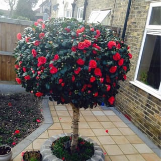 Camellia japonica 'Kramer's Beauty' (camellia) trained as a standard, with a rounded head of glossy dark leaves and red peony-form flowers, on a paved courtyard.