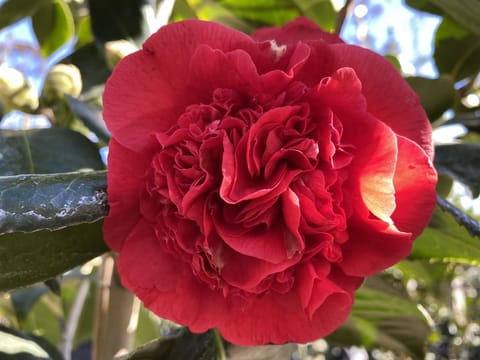 Camellia japonica 'Kramer's Beauty'