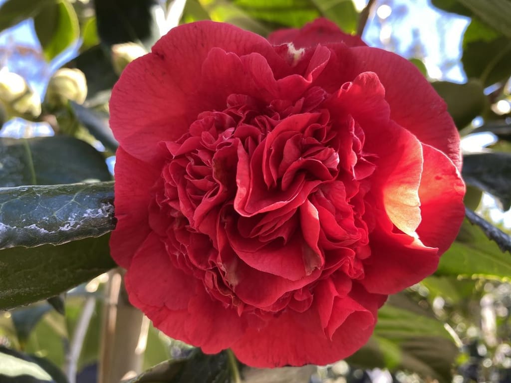 Camellia japonica 'Kramer's Beauty' camellia bloom in rosy red, with ruffled central petals and larger outer petals, surrounded by glossy dark green leaves.