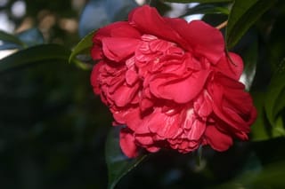 Camellia japonica 'Kramer's Supreme' camellia, a double rosy-red peony-form flower with ruffled petals, set against glossy dark-green leaves.