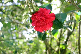 Camellia japonica 'Kramer's Supreme' (camellia) with a red, ruffled peony-form flower among glossy dark-green leaves, against softly blurred sunlit foliage.