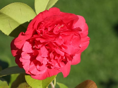 Camellia japonica 'Kramer's Supreme'