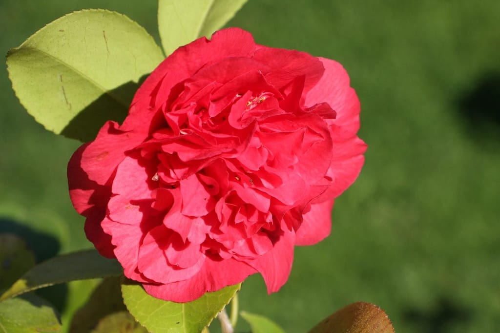 Camellia japonica 'Kramer's Supreme' (camellia) flower in full bloom, with ruffled, peony-form rosy-red petals surrounded by green serrated leaves in sunlight.