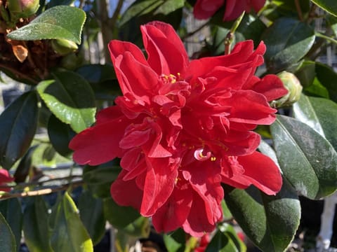 Camellia japonica 'Mark Alan'