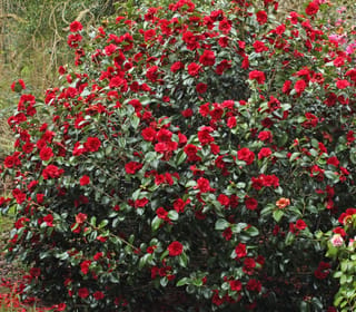 Camellia japonica 'Midnight' shrub covered in deep red blooms against glossy dark green foliage, growing in a garden with fallen petals below.